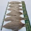 Whiting Hebert Miner Hen Cape in Light Tan Dun